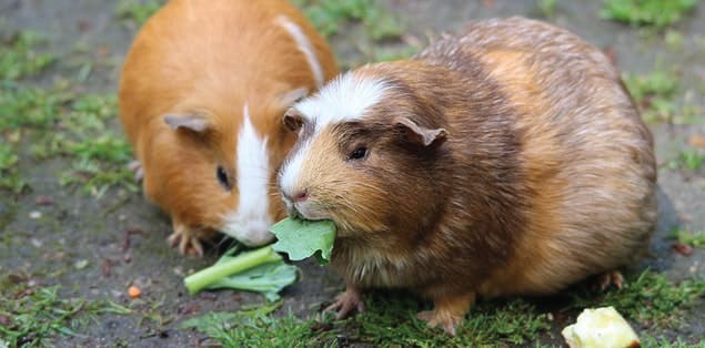 What Do Guinea Pigs Eat?