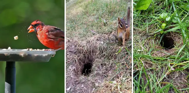 How Do I Keep Chipmunks Out of My Garden Naturally?