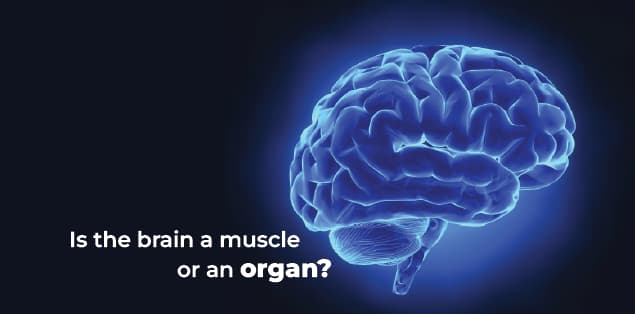 Is the brain a muscle or organ?
