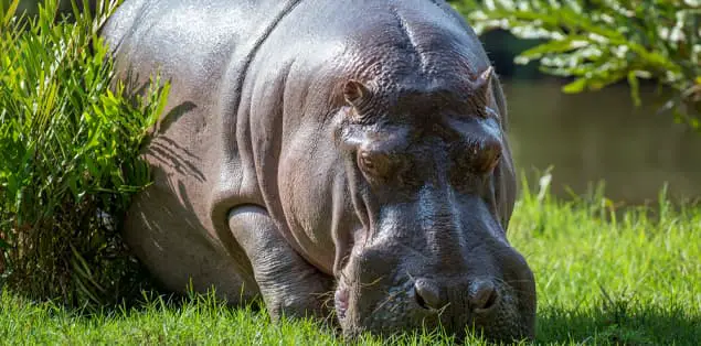 Are Hippos Carnivores?