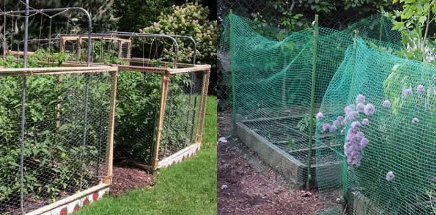 How to Keep Chipmunks Out Of Garden Using Netting?