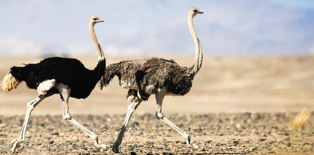 How Fast Can an Ostrich Run in MPH?
