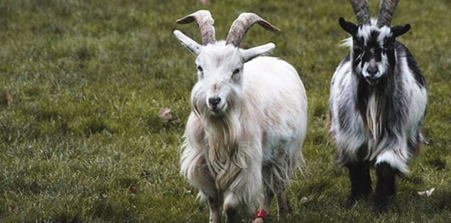 How Long Do Pygmy Goats Live?