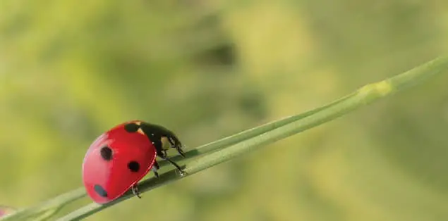 Asian/Red Ladybug