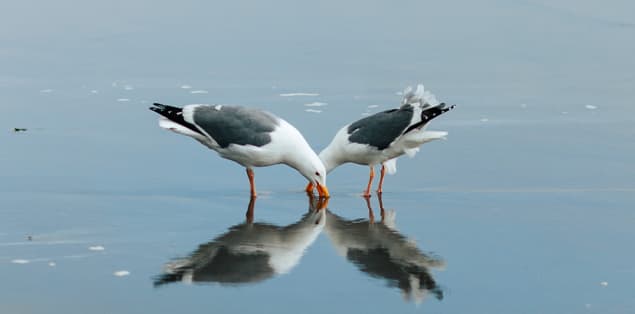 Can Seagulls Drink Salt Water?
