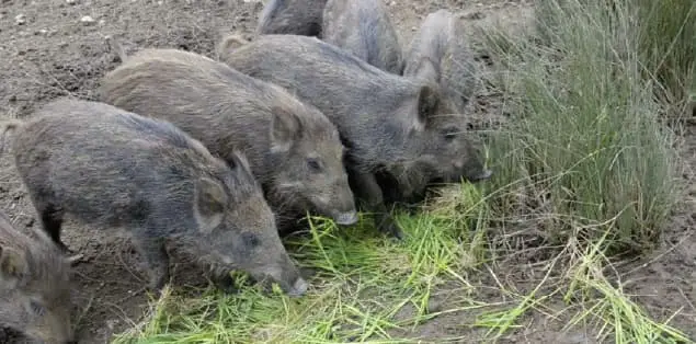 What Do Pigs Eat in the Wild?