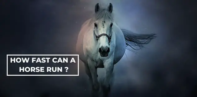 How Fast Can a Horse Run