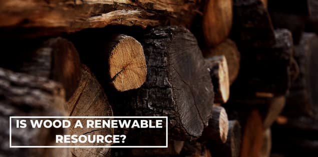 Is Wood a Renewable Resource