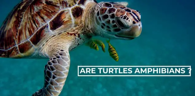 are turtles amphibians