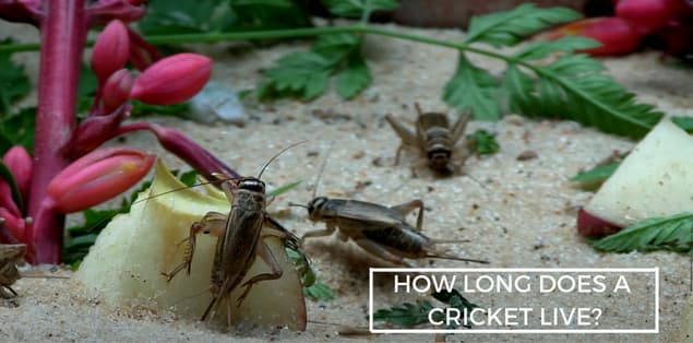 How Long Does a Cricket Live