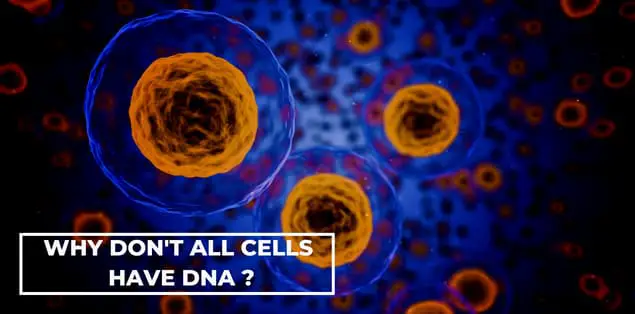 Why Don't All Cells Have DNA