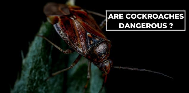 Are Cockroaches Dangerous