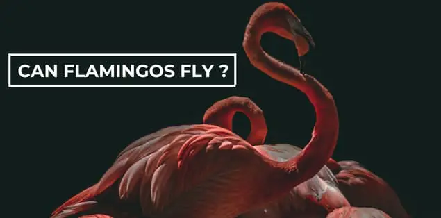 Can Flamingos Fly