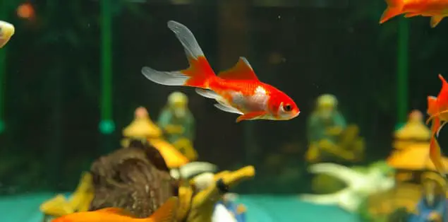 How Long Can a Pet Fish Live Out of Water?