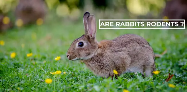 Are Rabbits Rodents