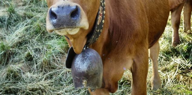 Why Do Swiss Cows Wear Bells?