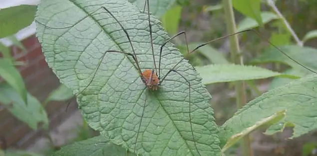 Are Daddy Long Legs Spiders or Insects?