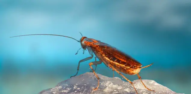 Are German Cockroaches Dangerous?