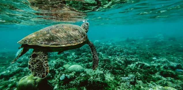 Are Sea Turtles Reptiles or Amphibians?