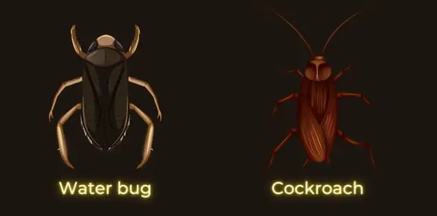 Are Water Bugs and Roaches the Same Thing?