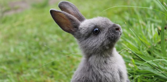 What Is a Rabbit Classified As?