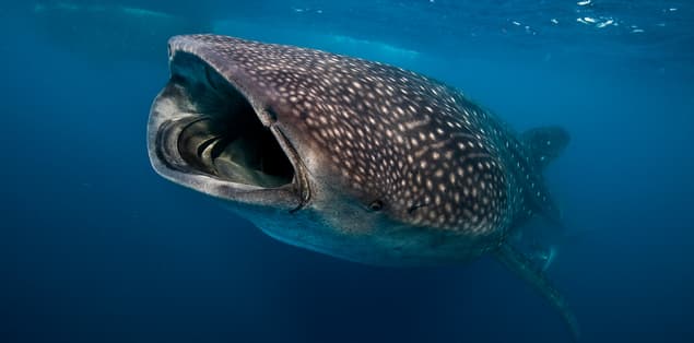 Are Whale Sharks Mammals?