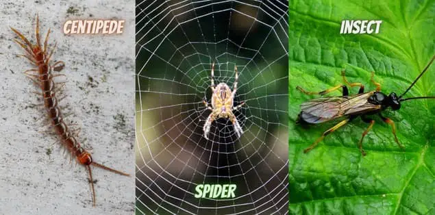 How Are Insects Different From Centipedes and Spiders?