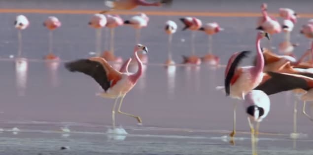 How Far Can Flamingos Fly?