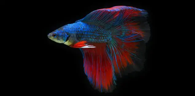 How Long Can a Betta Fish Live Out of Water?