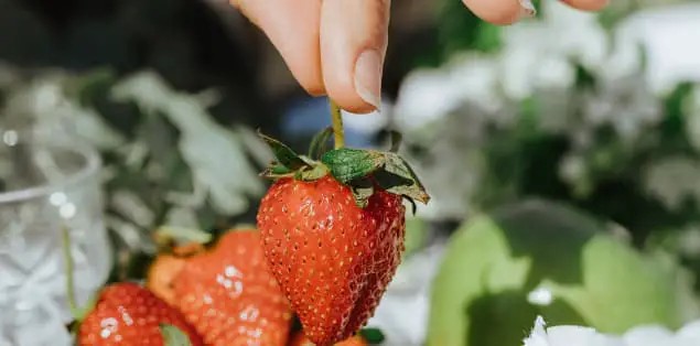 How to Pick the Best Strawberries?