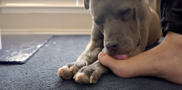 How to Stop Your Dog From Licking Your Feet?