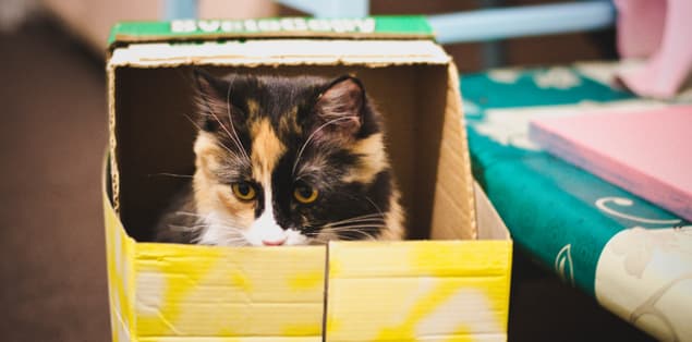Why Do Cats Like Small Boxes?