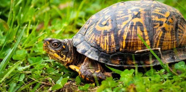 Are Box Turtles Amphibians?