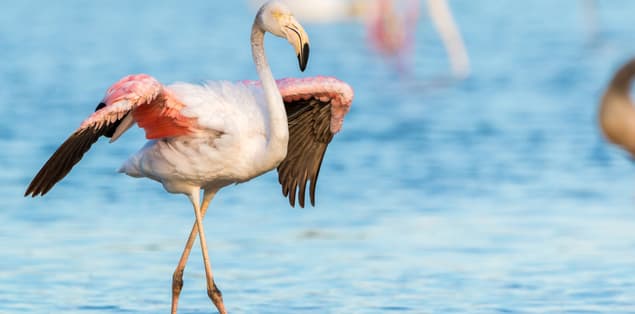 How Do Flamingos Land?