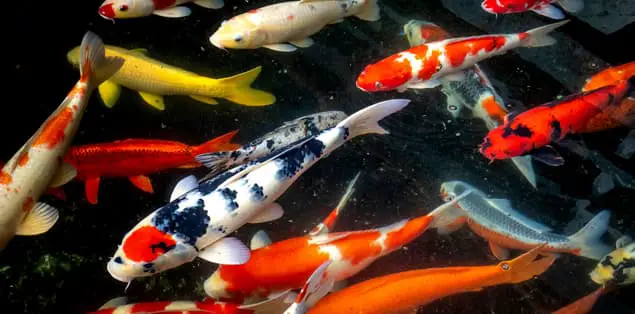 How Long Can a Koi Fish Live Out of Water?