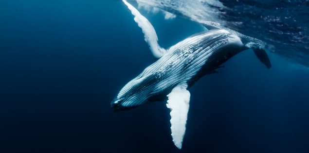 Are Blue Whales Mammals?