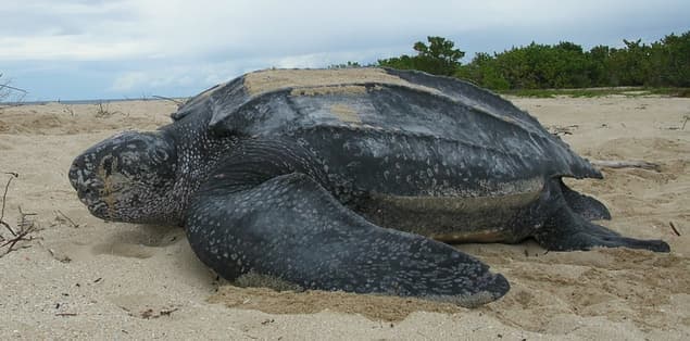 Are Leatherback Turtles Amphibians?