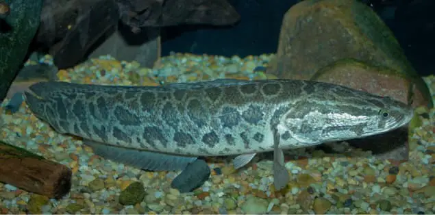 How Long Can a Snakehead Fish Live Out of Water?
