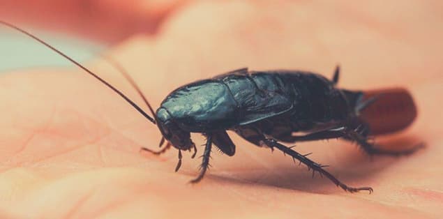 Why Are Oriental Cockroaches Dangerous?