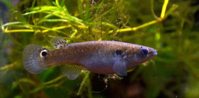 How Long Can a Mangrove Killifish Live Out of Water?