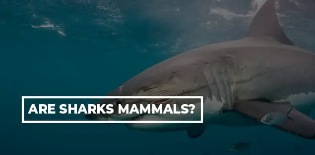 Are Sharks Mammals