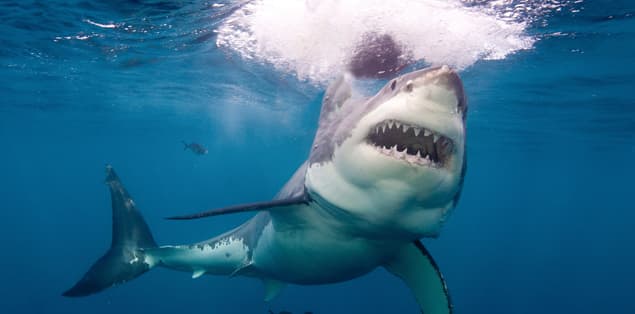 Are Great White Sharks Mammals?