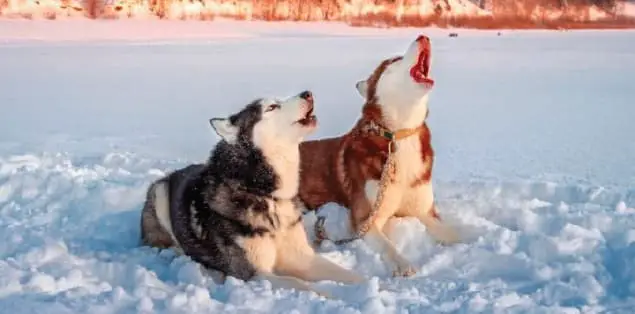 Why Do Huskies Howl in the Morning?`