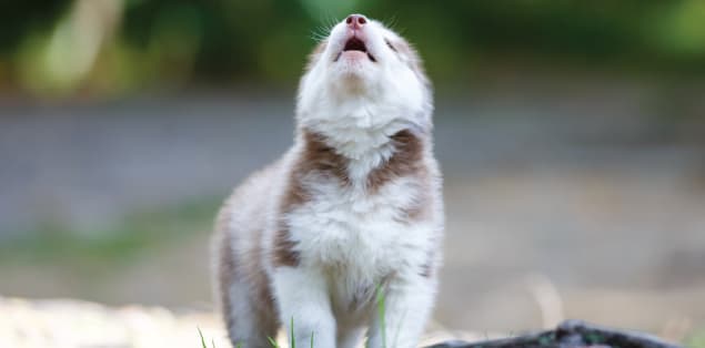 Why Does a Husky Puppy Howl?