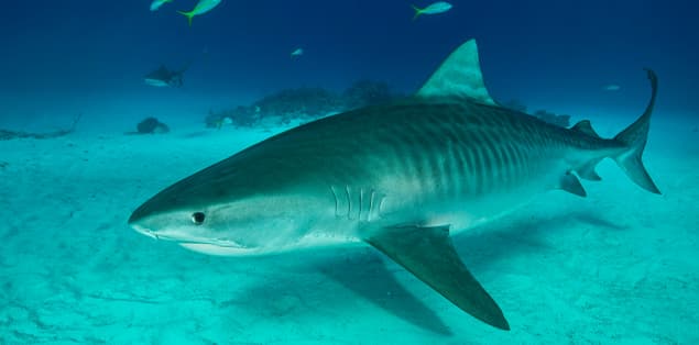 Are Tiger Sharks Mammals?