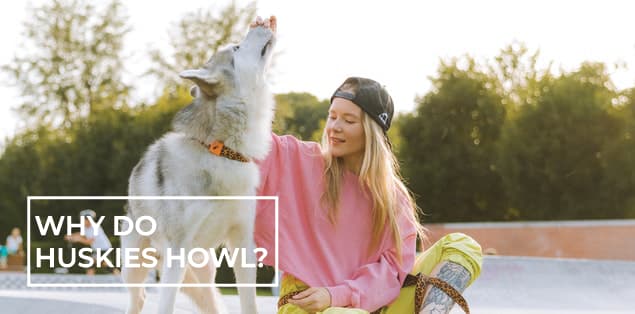 Why Do Huskies Howl