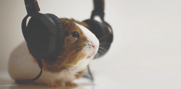 Do Dwarf Hamsters Like Music?