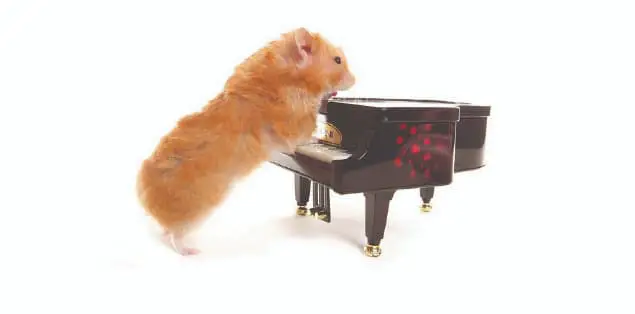 Do Hamsters Like Piano Music?