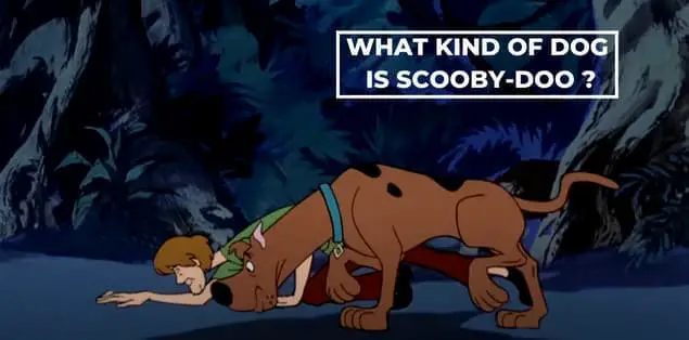 What kind of dog is scooby do