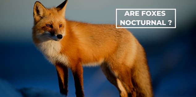 Are foxes nocturnal